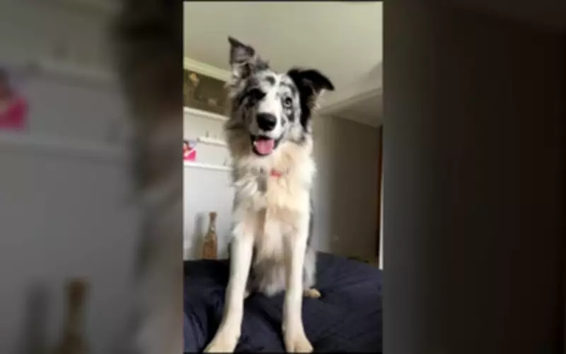 Cão Border Collie desaparece após fugir de hotel para pets em Campo Magro