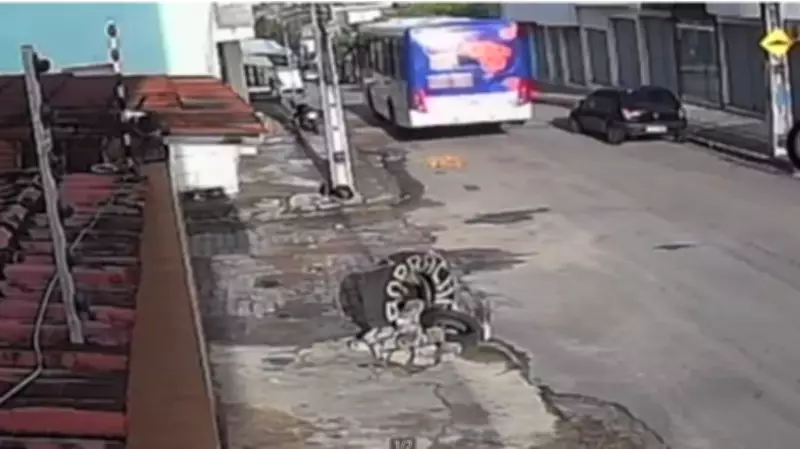 Cão Chow Chow é atropelado e morto por ônibus em Caruaru; motorista não parou