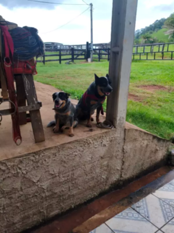 Cão com língua mutilada por roçadeira em RO encontra lar amoroso em fazenda após adoção