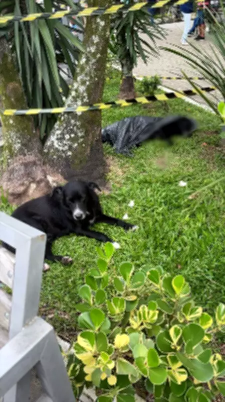 Cão comunitário é morto em Barra do Piraí; terceiro caso de maus-tratos em 10 dias