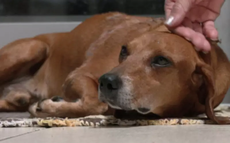 Cão comunitário sofre queimaduras após ataque com líquido quente em Goiânia