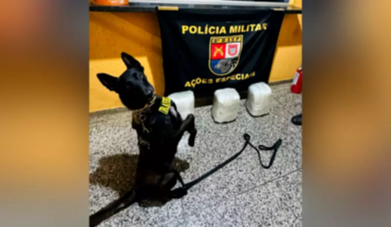 Cão farejador ajuda PM a prender mulher com 10 kg de skunk em ônibus na Raposo Tavares