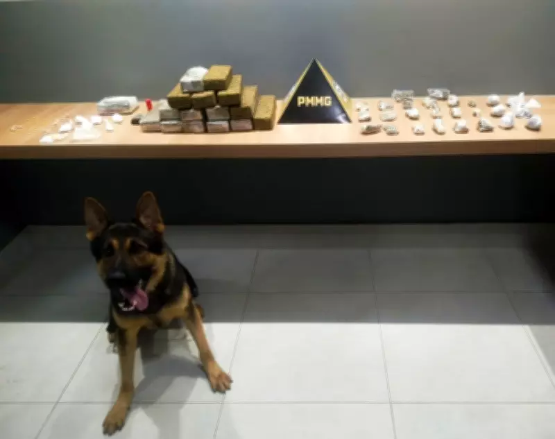 Cão farejador descobre drogas escondidas em casa abandonada em Manhuaçu