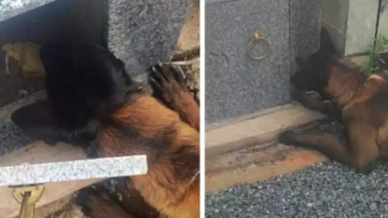 Cão farejador descobre drogas escondidas em túmulo durante operação policial em MG