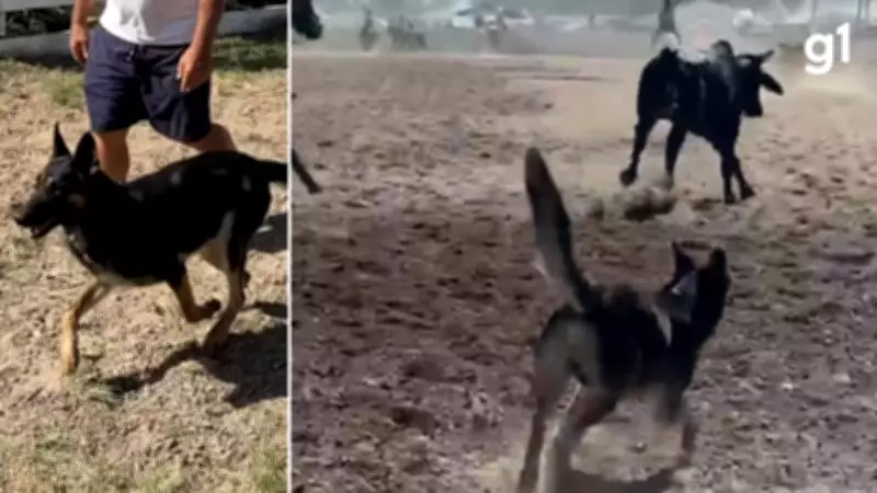 Cão 'General' se destaca como peão canino em rodeio internacional no RS