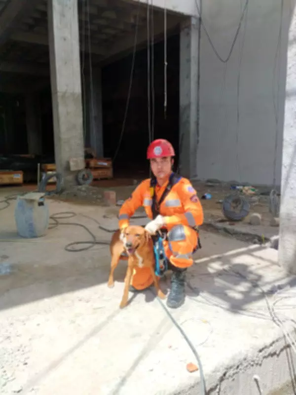 Cão é resgatado de andaime a 6 metros de altura por bombeiros em Itaúna