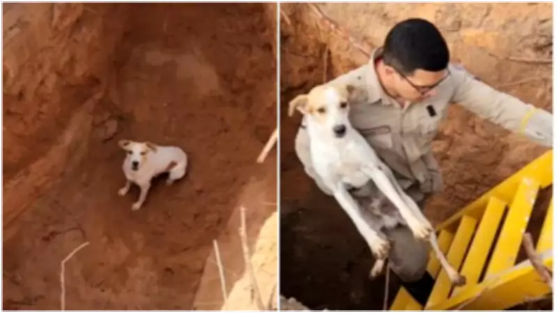 Cão é resgatado por bombeiros após cair em buraco de obra em rodovia do Ceará