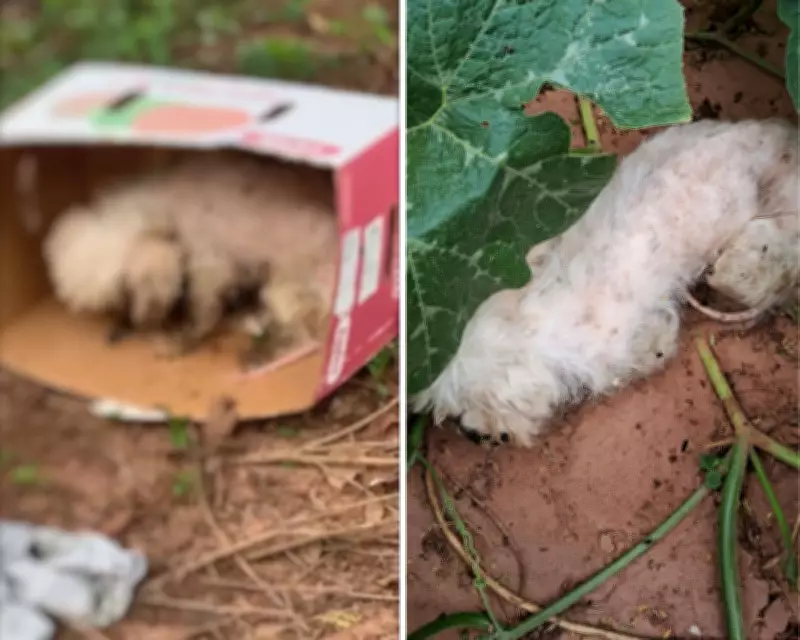 Cão Shih Tzu é abandonado em caixa de papelão com larvas no olho no interior de SP