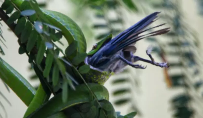 Cobra camuflada captura e engole pássaro em flagrante na Amazônia