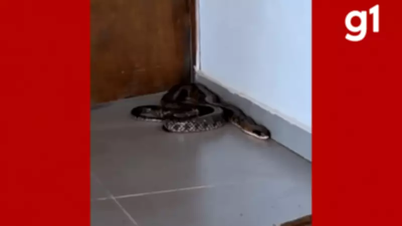 Cobra caninana de 2,5 metros é capturada em secretaria municipal de Cáceres, MT