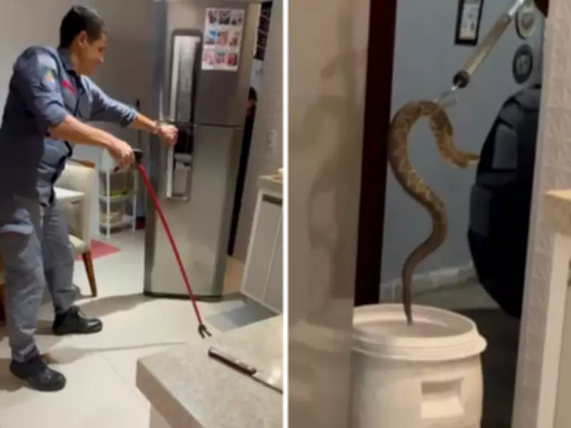 Cobra Cascavel é Capturada Dentro de Cozinha em Residência de Louveira