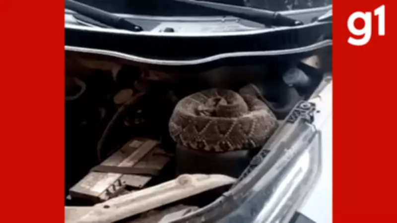 Cobra Cascavel de Quase Um Metro é Encontrada Dentro de Motor de Carro em Secretaria de MT
