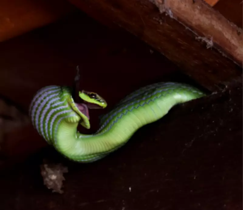 Cobra-verde preda morcego em flagrante impressionante em sítio de Tejupá, SP