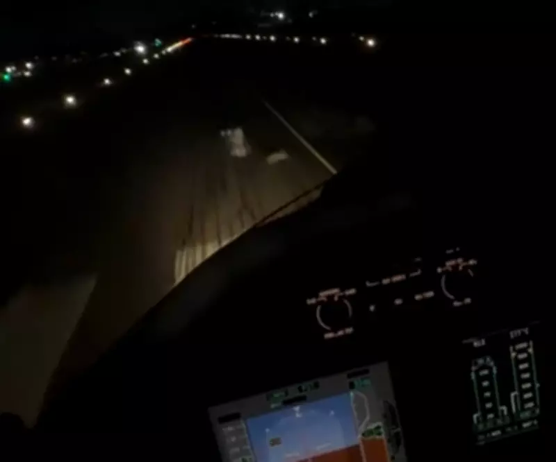 Coelho invade pista durante pouso em Campinas; piloto celebra que todos saíram ilesos