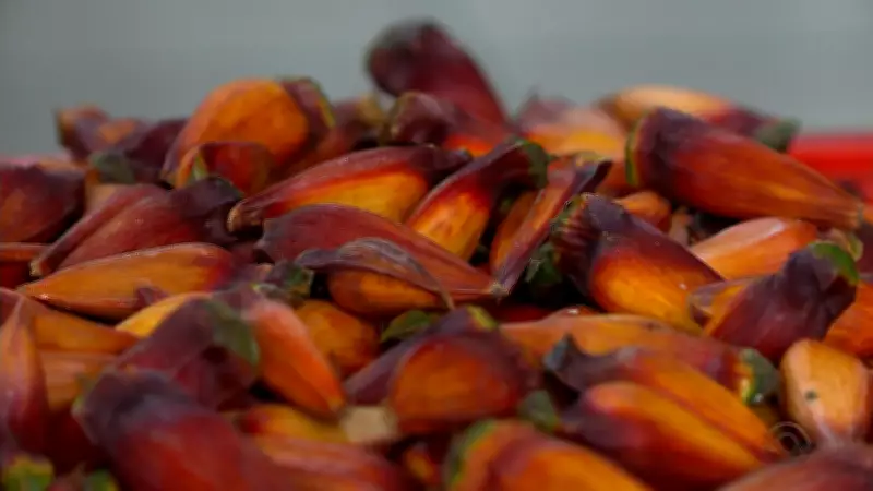 Colheita do pinhão permanece proibida até 1º de abril em São Francisco de Paula