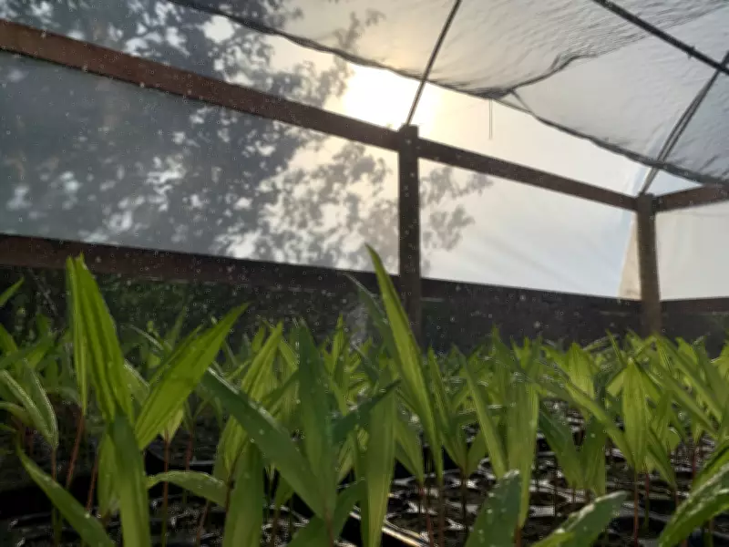 Comunidades do Marajó iniciam mutirões de reflorestamento após anos de queimadas