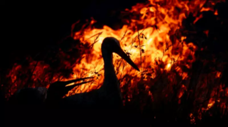 Conflito Israel-Irã ameaça migração de aves na Eurásia com impacto global