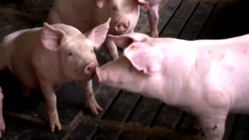 Conflito no Oriente Médio pressiona preços do suíno vivo e preocupa produtores