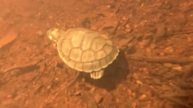 Conservação no Amazonas: 1.500 tartarugas são soltas no Rio Negro em ação conjunta