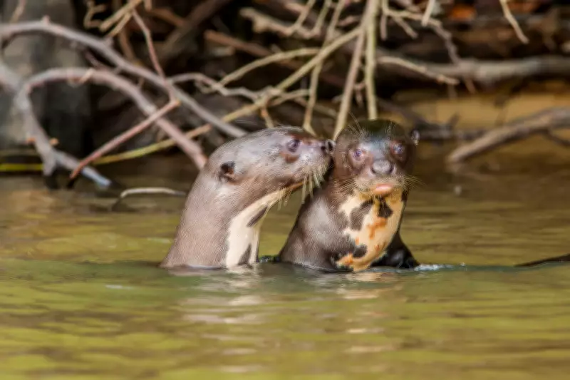 COP15 em Campo Grande avança com proteção ao pintado e ariranha no Pantanal