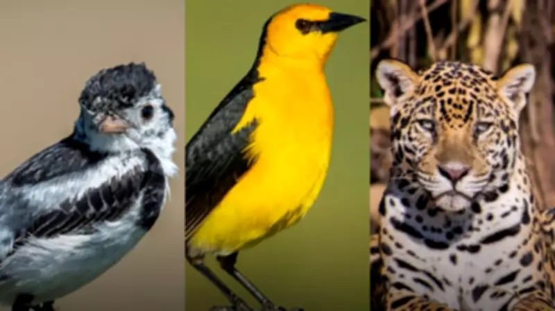 COP15 em Campo Grande discute proteção de espécies migratórias do Pantanal