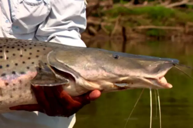 COP15: Pintado é incluído em lista global de proteção de espécies migratórias da ONU