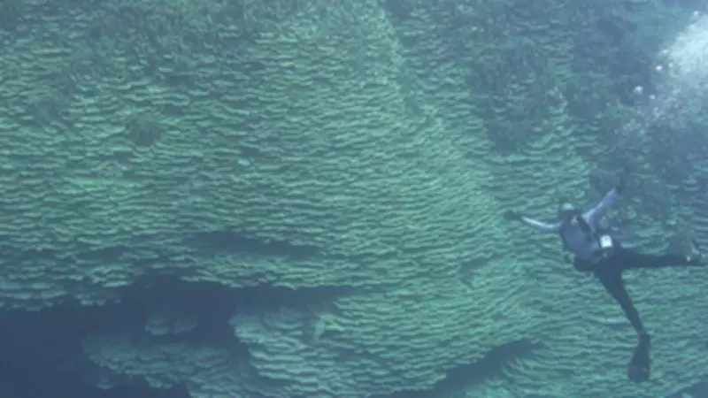 Coral milenar gigante é descoberto em caldeira vulcânica no Pacífico