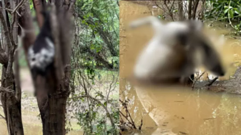 Corpos de ovelhas são encontrados presos em árvore após enxurrada no Piauí; criador perde 60 animais