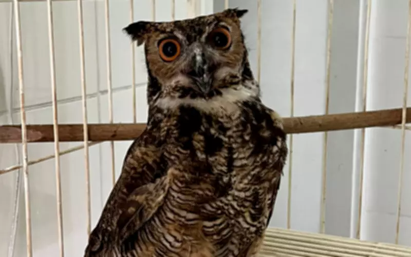 Corujão-orelhudo resgatado na BR-459 encontra novo lar em santuário nacional de referência