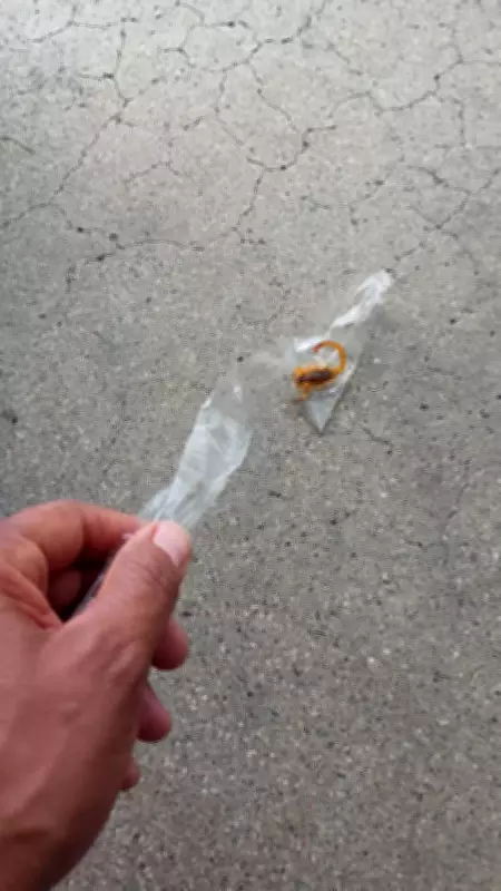 Criança de 2 anos é picada por escorpião na rodoviária de Divinópolis