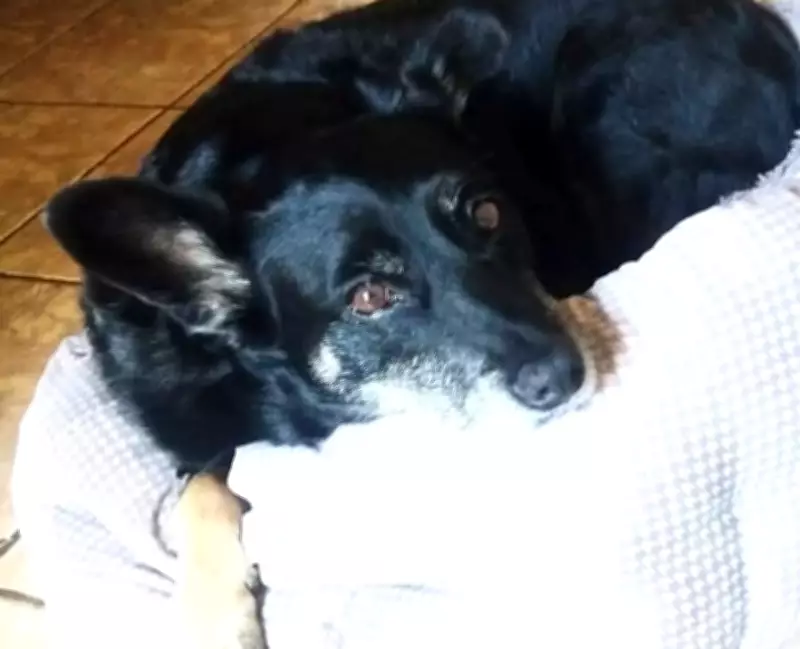 Criminosos roubam carro com cachorra idosa dentro no Parque Tanguá em Curitiba