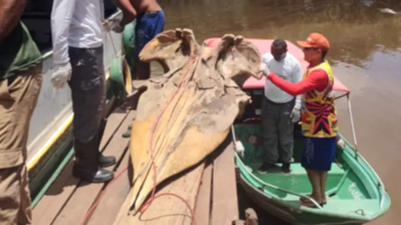 Crânio de cachalote resgatado no Bailique integra acervo científico do Iepa no Amapá