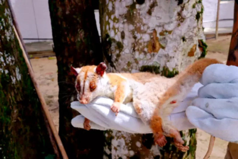 Cuíca-lanosa ferida é resgatada pelo Ipaam em bairro de Manaus após ser encontrada em área urbana