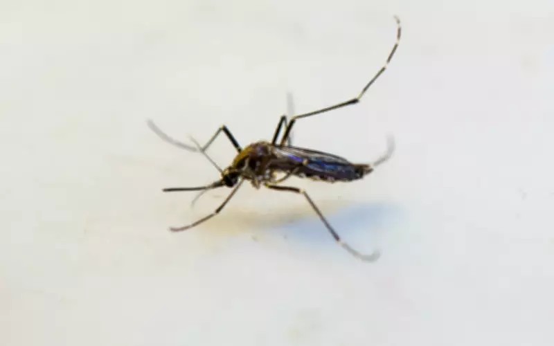 Cuiabá em alerta: calor intenso e chuvas favorecem proliferação do Aedes aegypti