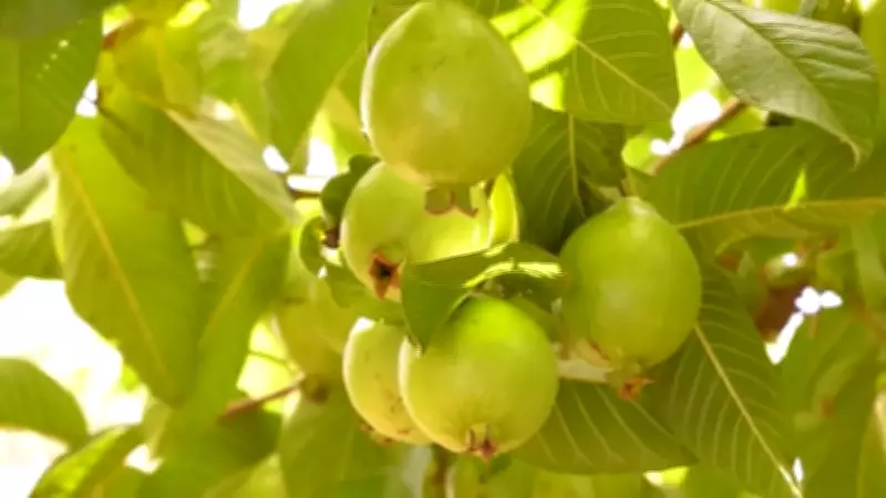 Cultivo de goiaba 'Paluma' impulsiona economia de São Vicente Férrer em Pernambuco