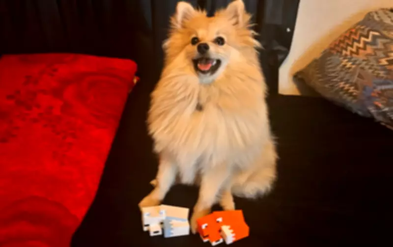 Cupins podem intoxicar cães e gatos: veterinária alerta sobre riscos em dias úmidos