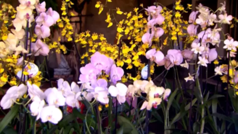 Data comemorativa impulsiona vendas de flores no Brasil, segundo Record News Rural