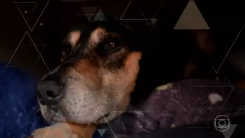 Decreto aumenta multas para maus-tratos a animais em até R$ 1 milhão