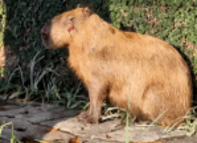 Decreto Cão Orelha: Agressores de capivara no Rio são multados em R$160 mil