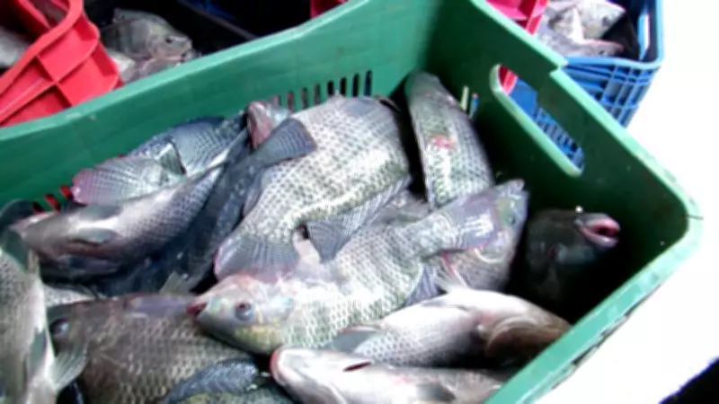 Demanda por tilápia mantém preços firmes no Brasil, impulsionando o agronegócio