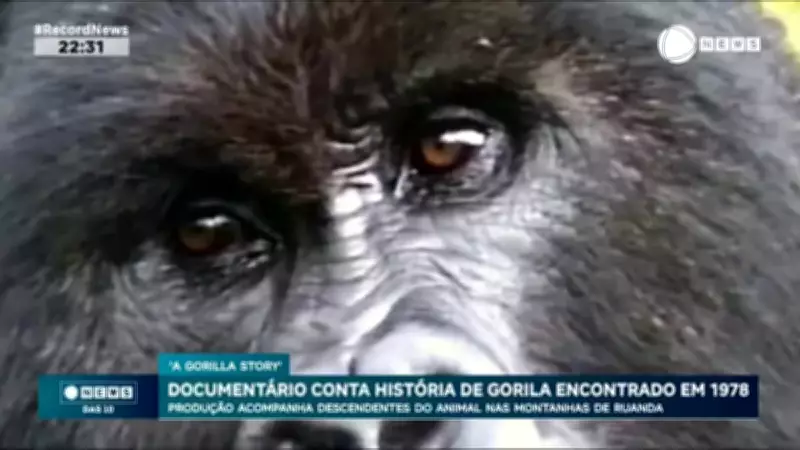Documentário revive história de gorila encontrado em 1978 e acompanha descendentes em Ruanda