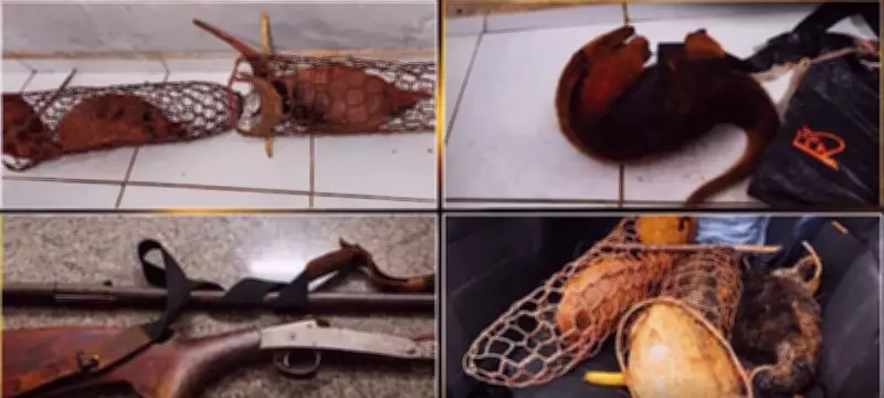 Dois homens são presos por caça ilegal de animais silvestres em Pastos Bons, MA