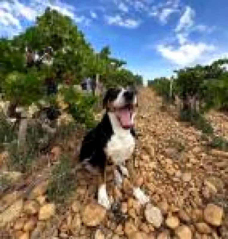 Domaine de La Solitude renova tradição secular de Châteauneuf-du-Pape com práticas sustentáveis