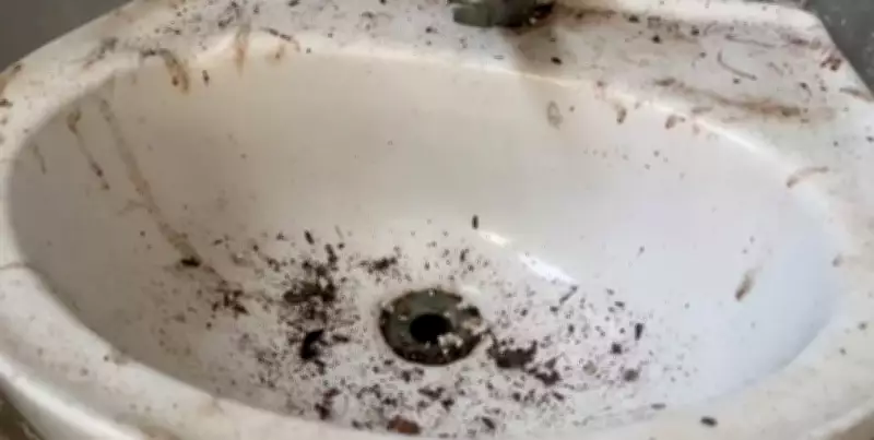 DPBEA de Campinas é alvo de fiscalização por maus-tratos após denúncia