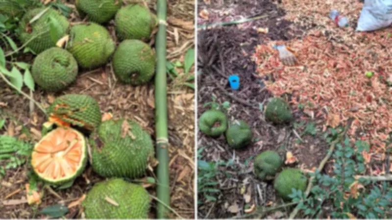 Dupla é flagrada colhendo pinhão verde antes do prazo legal em reserva biológica no Paraná