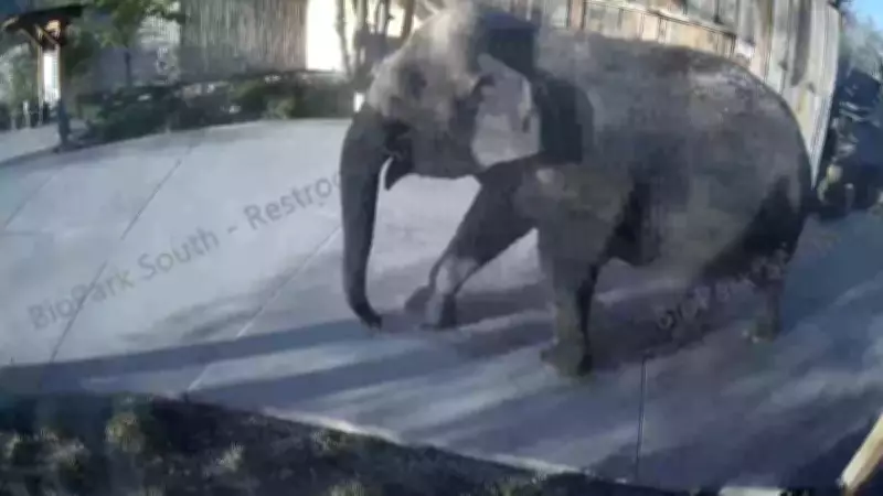 Elefante foge de zoológico e passeia pela cidade, divertindo moradores nos EUA