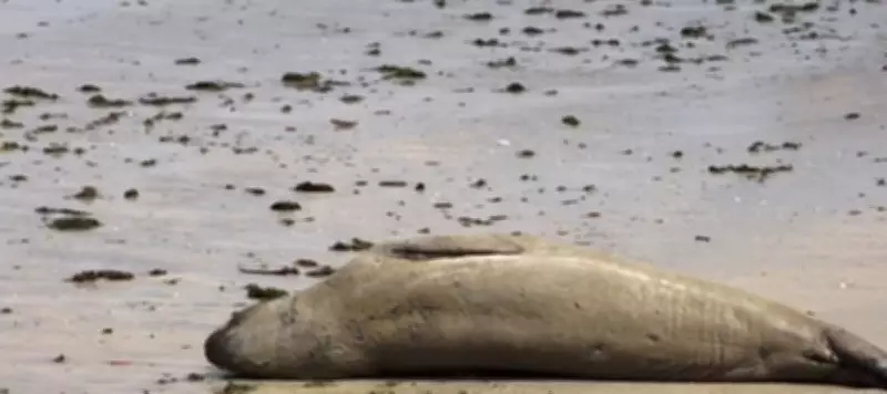 Elefante-marinho é batizado de Leôncio em Maceió após enquete popular do Instituto Biota