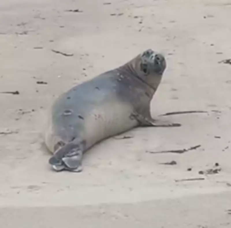 Elefante-marinho-do-sul é avistado em praia do Litoral Norte de Alagoas