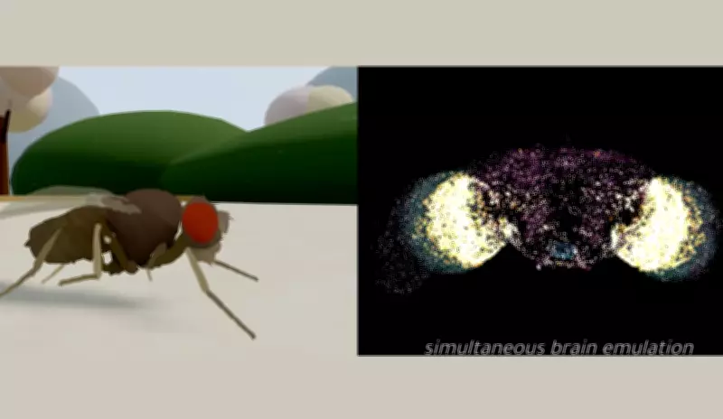 Empresa afirma ter copiado cérebro de mosca para computador, mas especialistas contestam avanço