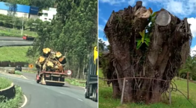 Empresária do Paraná investe R$ 18 mil para 'ressuscitar' árvore da infância